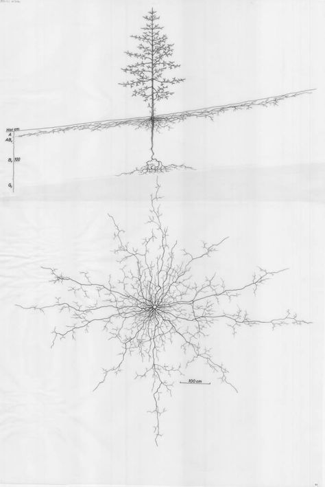 Abies alba - Root System Drawings - Wageningen University & Research - Image Collections Nerve Tattoo, Root Drawing, Wageningen University, Roots Illustration, Roots Drawing, Manga References, Scientific Drawing, Roof Garden Design, Dry Tree