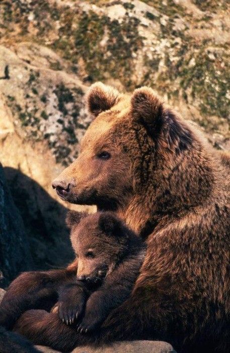 Bears relaxing Matka Natura, Brown Bears, Momma Bear, Love Bear, Grizzly Bear, Sweet Animals, Animal Planet, Baby Bear, Black Bear