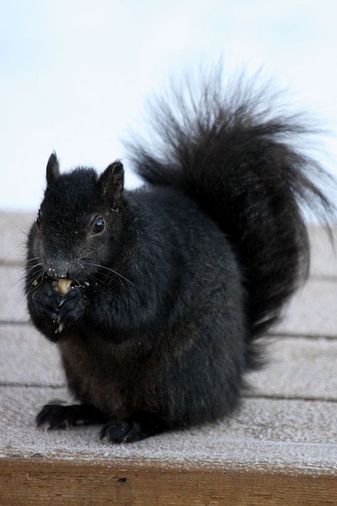 Black Squirrels were imported to Kent, OH from Canada.  You could practically keep them as pets at Kent State - they were hardly afraid of humans. Black Squirrel, Squirrel Pictures, Regnul Animal, Cute Squirrel, Black Animals, Pet Cat, Sweet Animals, On The Ground, Squirrels