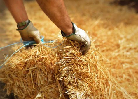 Straw makes a natural, organic mulch that can improve your soil. Learn about the best ways to use straw mulch in your yard and garden at home. Strawberry Beds, Straw Mulch, Garden At Home, Yard And Garden, Organic Mulch, Dos And Don'ts, White Plants, Seed Germination, Hedge Trimmers