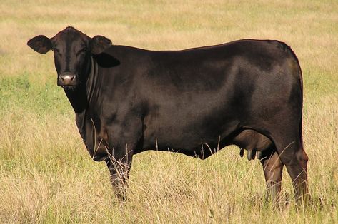 Aberdeen Angus, Cattle Breeds, Fawn Colour, Beef Cattle, Family Farm, Black And Brown, Cow, Darth Vader, Animals