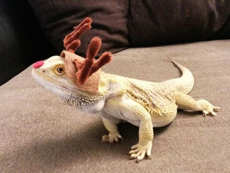 You Know What's Getting Popular? Lizard Costumes. Bearded Dragon Costumes, Rudolph Costume, Lizard Costume, Bearded Dragon Clothes, Bearded Dragon Diy, Bearded Dragon Funny, Bearded Dragon Diet, Baby Bearded Dragon, Bearded Dragon Cute