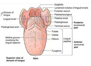 Tongue function, anatomy & structure, Types of lingual papillae & Types of cells in taste bud Tongue Diagram, Tongue Anatomy, Lingual Tonsils, Anatomy Structure, Functional Anatomy, Glossopharyngeal Nerve, Stratified Squamous Epithelium, Hypoglossal Nerve, Human Tongue