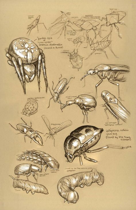 My Dynamic sketching class work from this term. Rest in peace Norm..  and thanks for everything.  Drawings are from field trips from the Gen... Insect Drawings, Pencil Drawing Ideas, Insect Species, Nature Sketch, Animal Study, Thanks For Everything, Toned Paper, Insect Art, Field Trips