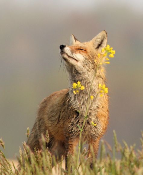 Angie Close Up, Fox, Yellow, Flowers