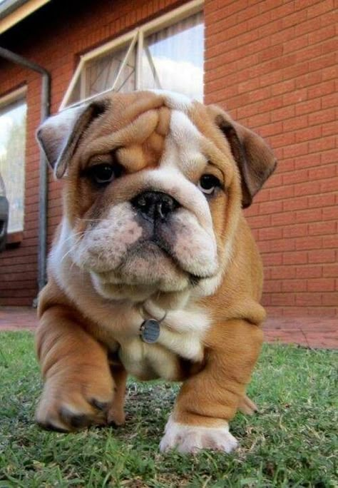 Bull Dogs, English Bulldogs, Must Love Dogs, Cute Critters, Bulldog Puppies, Animal Pics, French Bulldogs, Cute Pets, English Bulldog