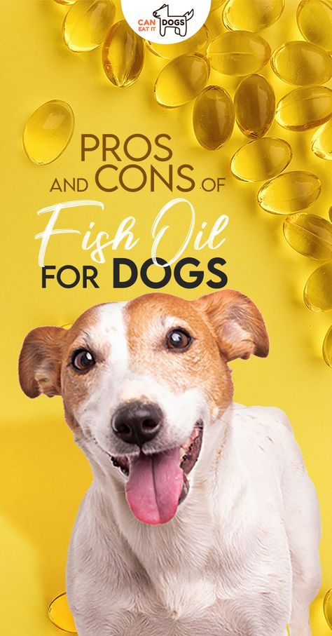 fish oil for dogs Fish Oil For Dogs, Fish Oil Supplements, Fish Oil Capsules, Natural Pet Care, Fish Varieties, Omega 3 Fish Oil, Oils For Dogs, Salmon Oil, Sick Dog