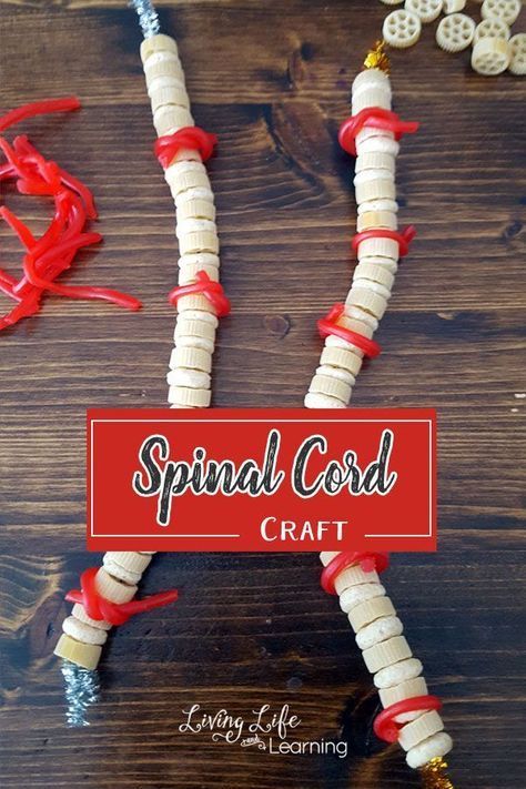 Need a hands-on way to create a spinal cord? Use candy, my kids loved creating the spinal cord craft and then eating their hard work. Nervous System Activities, Human Body Projects, Body Preschool, Human Body Science, Human Body Activities, Child Life Specialist, Human Body Unit, Cords Crafts, Human Body Systems