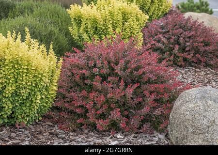 Berberis Thunbergii Atropurpurea, East Facing Garden, Berberis Thunbergii, Japanese Barberry, Shade Tolerant Plants, Front Garden Design, Planting Plan, Mercer Island, Green Box