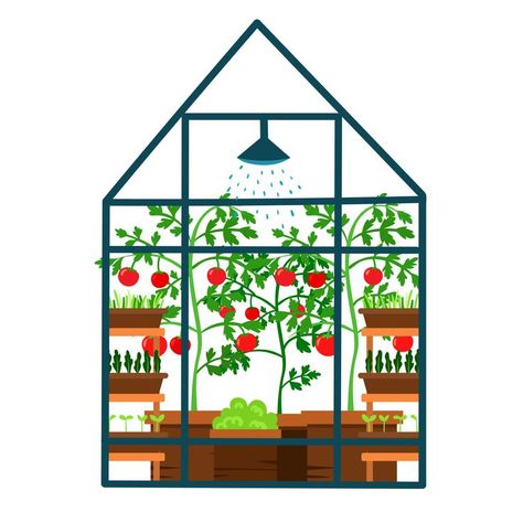 Cute Illustration of a greenhouse with green plants and seedlings in wooden tubs. 🌱Vegetables growing in a greenhouse illustration Growing In A Greenhouse, Greenhouse Illustration, Greenhouse Pictures, Vegetables Growing, Garden Illustration, Greenhouse Growing, Veggie Garden, Sports Photos, Growing Vegetables