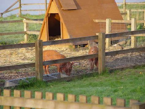 Pig fencing Pig Area Outside, Pig Fencing Ideas, Pig Fencing, Mini Pig Care, Pet Pig Care, Pig Fence, Micro Pig, Raising Pigs, Pet Pig