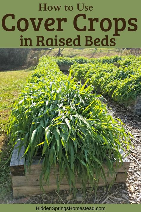 Winterize Garden, Winterizing Plants, Winterizing Garden, Cover Crops, Winter Vegetables Gardening, Raised Vegetable Gardens, Organic Vegetable Garden, Home Vegetable Garden, Organic Gardening Tips