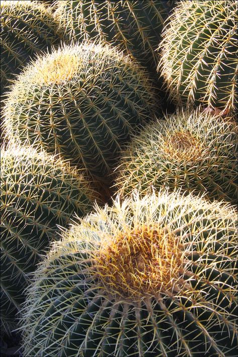 Cactus Aesthetic, Golden Barrel Cactus, Cactus Photography, Oc Reference, Barrel Cactus, Desert Botanical Garden, Phoenix Arizona, Realistic Drawings, Cacti And Succulents