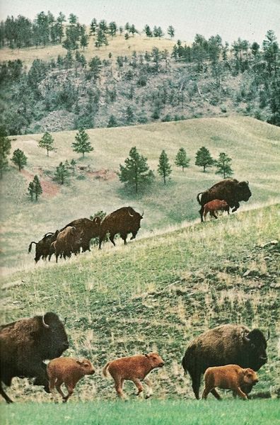 Custer State Park, South Dakota (National Geographic | November 1963) Custer State Park South Dakota, National Geographic Photography, Custer State Park, National Geographic Magazine, South Dakota, State Park, National Geographic, Plein Air, Old Photos