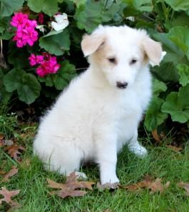 Price Under $300 | Lancaster Puppies Lancaster Puppies, Puppies For Sale, Lancaster, Online Marketplace, Golden Retriever, Puppies, Buy And Sell, Dogs, For Sale