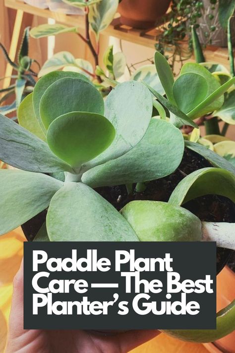 Discover the ultimate planter's guide for successful Paddle Plant care. From lighting requirements and watering techniques to soil preferences and propagation tips, we've got you covered with all the essential details. Elevate your plant parenting skills with these expert care tips for Paddle Plants.  IG Photo by: planta.arium Kalanchoe Thyrsiflora, Plant Parenting, Propagation Tips, Paddle Plant, Bird Houses Ideas Diy, Propagating Succulents, Plant Propagation, Organic Soil, Succulent Care