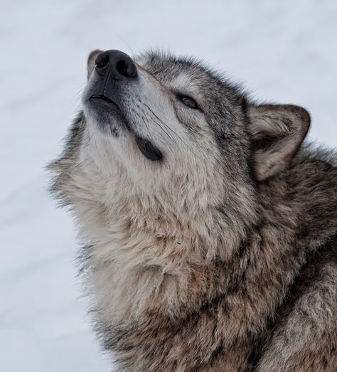 Wolf Pfp, Wolf Therian, Gray Wolves, Wolf Poses, Wolf World, Wolf Life, Wolf Husky, Wolf Stuff, Wolf Photography