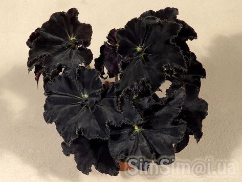 Begonia "Black Mamba" Witchy Garden, Gothic Flowers, Goth Garden, Plant Goals, Gothic Garden, Witch Garden, Purple Plants, Black Garden, Moon Garden