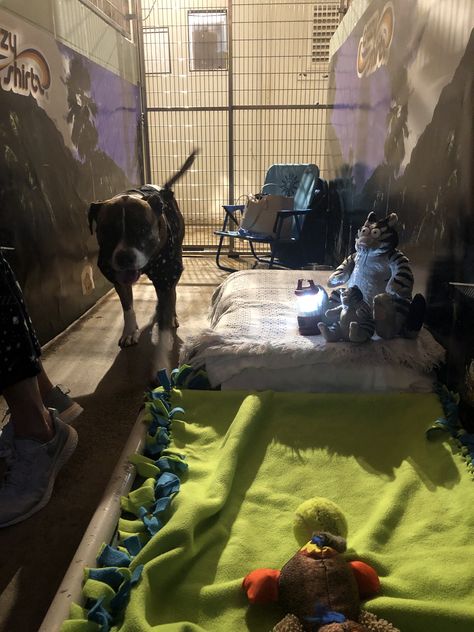 Volunteer Sings a Sweet Song for Pit Pup at Shelter Slumber Party Dog Shelter Volunteer, Dog Shelter Aesthetic, Animal Shelter Aesthetic, Worker Aesthetic, Animal Shelter Volunteer, Dog Shelter, Care Worker, Job Ideas, Feel Good Stories