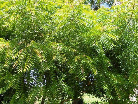 The neem tree is known for having a multitude of medicinal benefits and is also The post Significance of Neem Tree in Hinduism first appeared on RitiRiwaz. Richard Lyons, Neem Tree, Kill Bed Bugs, Turmeric Health, Shiga, Neem Oil, Bed Bugs, Insect Bites, Sanya