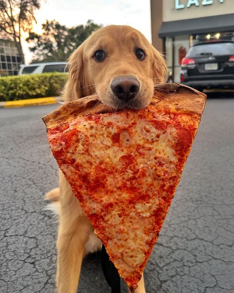 One bite, everybody knows the rules 🍕 The infamous @lazymoonpizza known for their GIANT pizza slices 🤩 Donut’s score: 9.999999/10 ***The pizza is only used as a prop and Donut is rewarded with lots of treats (and maybe a bite of the cheese😜) for being the best boy*** #dogselfie #dogsoforlando #orlandoflorida #pizza #orlandofoodie Giant Pizza, Dog Selfie, Pizza Slice, First Bite, Infamous, The Rules, Golden Retriever, Cute Dogs, Pizza