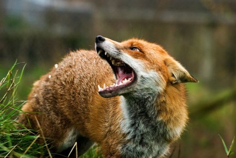 Fox Yawning, Fox Totem, Japanese Fox, Maned Wolf, Body References, Fox Images, Surrey England, Wicked Tattoos, Foxes Photography