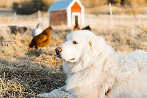 Farm Chores, Goat Milking, Guardian Dog, Livestock Guardian Dog, Livestock Guardian, Anatolian Shepherd, Future Farms, Farm Lifestyle, The Predator