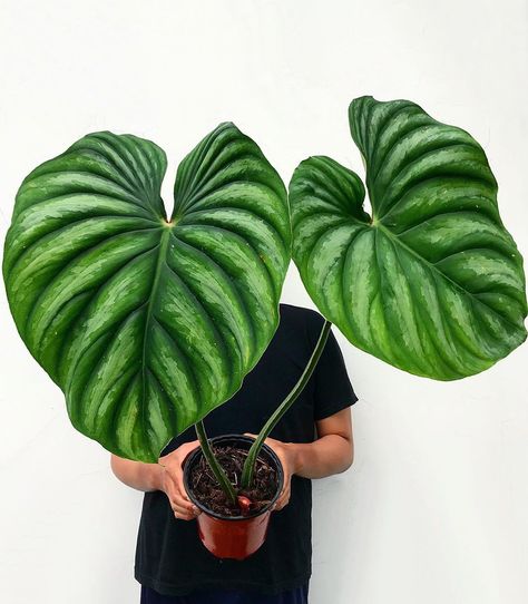 The Dharmaplants on Instagram: “Philodendron plowmanii round form . . . . . . #philodendronplowmanii #urbanjungle #houseplants #houseplantsofinstagram #greenthumbs…” Philodendron Plowmanii, Cafe Plants, Rare Philodendron, Grow House, Plant Goals, Philodendron Plant, Inside Plants, Plant Aesthetic, Ornamental Plants