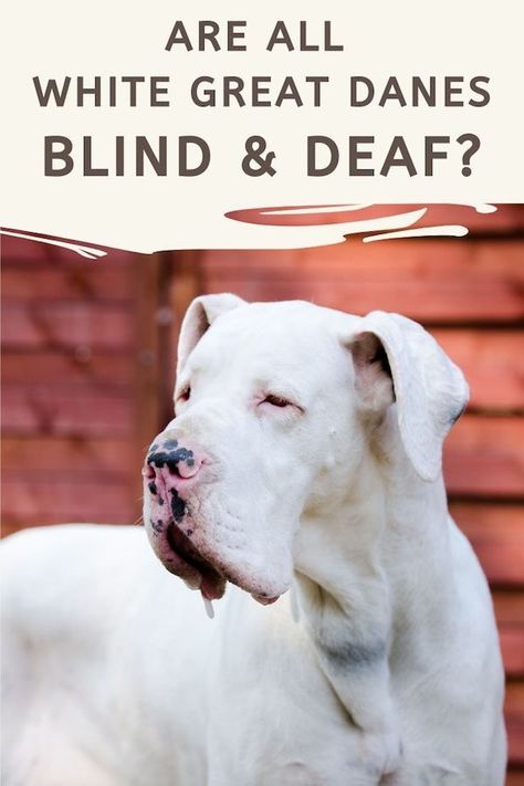 No, they are not. Although this is a common issue among Great Danes with solid white coats, not every Dane that is born with solid white fur will be deaf and blind. #greatdane #doublemerle #whitedane White Great Dane, Merle Great Danes, Great Dane Rescue, Failure To Thrive, Harlequin Great Danes, Deaf Dog, Great Dane Dogs, Dog People, Dog Breeder