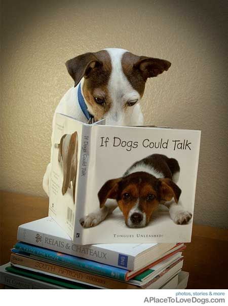 If dogs could talk..what would they say? If Dogs Could Talk, Dog Reading, Jack Russell Terriers, Parson Russell Terrier, Jack Russell Dogs, Jack Russells, Jack Russel, Indoor Dog, Rat Terriers