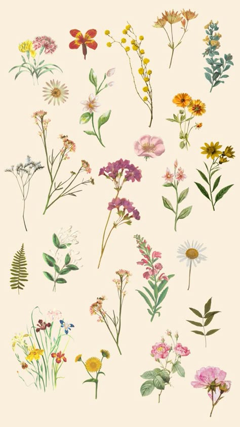 Botanical Lockscreen, Flower Lockscreen Aesthetic, Drawing Lockscreen, Mughal Flowers, Flower Lockscreen, Wildflower Drawing, Flower Chart, Floral Wallpaper Iphone, Flowers Drawing