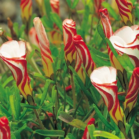 Oxalis versicolor. Candy Cane Sorrel, Oxalis Versicolor, Alpine Flowers, Alpine Garden, Strange Flowers, Flowers Growing, Yard Ornaments, Unusual Plants, Unusual Flowers