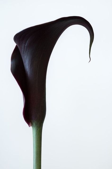 Black Hollyhock, Man Flowers, Lily Aesthetic, Moody Flowers, Cala Lilies, Black Calla Lily, Natural Beauty Photography, Dark Purple Color, Black Garden