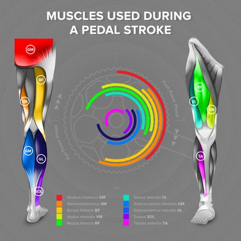 Cycling Muscles, Cycling Legs, Cycle Training, Good Treadmills, Bike Training, Cycling Tips, Spin Bikes, Mountain Bike Shoes, Bicycle Maintenance