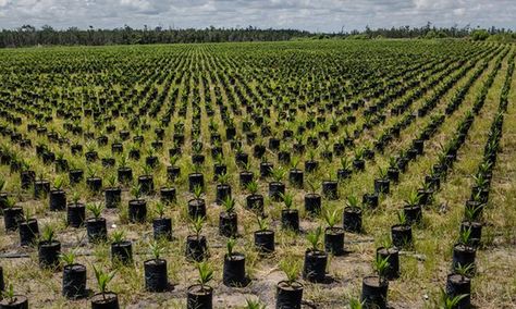 Top palm oil producer sues green group over deforestation allegations  Malaysian palm giant, IOI, lost business after it was suspended from the Roundtable for Sustainable Palm Oil’s certification scheme over deforestation allegations in Indonesia.A spokeswoman for Nestle said that following the suspension by RSPO: “we immediately ceased sourcing from the plantations at the centre of the concerns raised. Sustainable Practices, Organic Farming, People Of The World, Palm Oil, Fashion Industry, Renewable Energy, Photoshoot Ideas, Change The World, Mother Earth