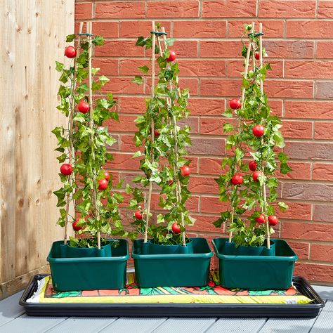 Tomato and Pepper Ring Culture Pots Plants For Small Gardens, Window Box Plants, Perennial Bulbs, Grow Boxes, Cottage Garden Plants, Smart Garden, Garden Bulbs, Veg Garden, Ground Cover Plants