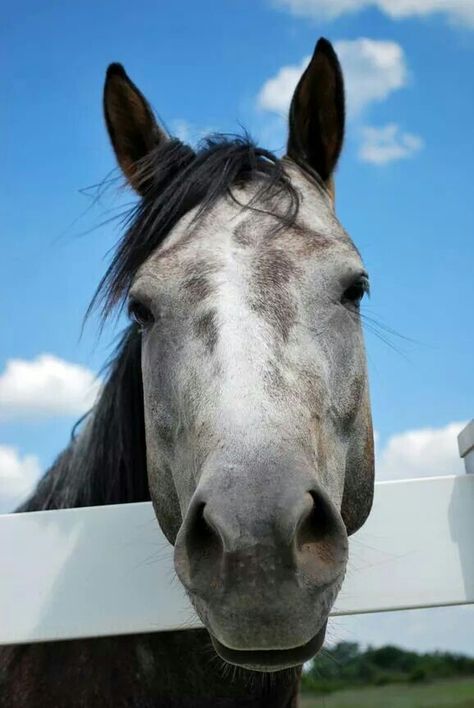 So sweet ... Horse Frontal View, Gray Horse, Majestic Horses, White Fence, Grey Horse, Beautiful Horse, Majestic Horse, White Horse, Beautiful Horses