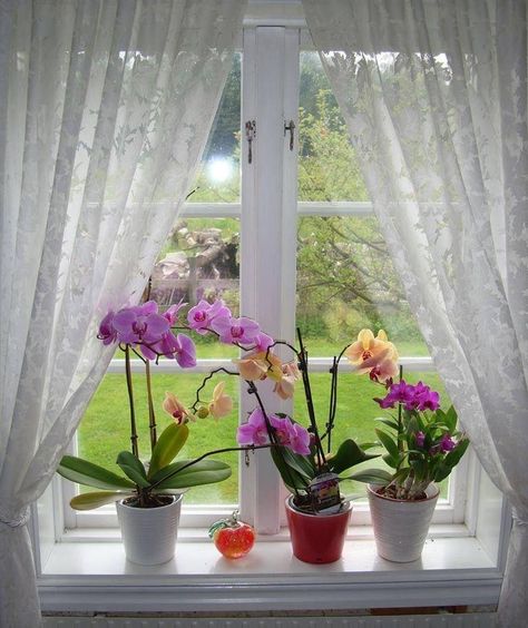 . Garden Sprinklers, Window Planters, Window Ledge, Fire Photography, Tiny Cottage, Wall Stickers Living Room, Little Cottage, Window View, Balcony Design