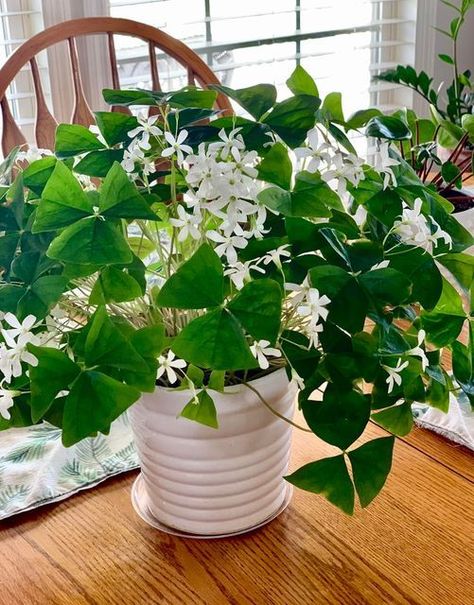 Thin, green, triangular leaves and small white flowers on Shamrock plant Plant Symbolism, Shamrock Plant, Purple Shamrock, Flowering House Plants, Indoor Flowering Plants, Succulents Plants, Poisonous Plants, Organic Soil, Houseplants Indoor