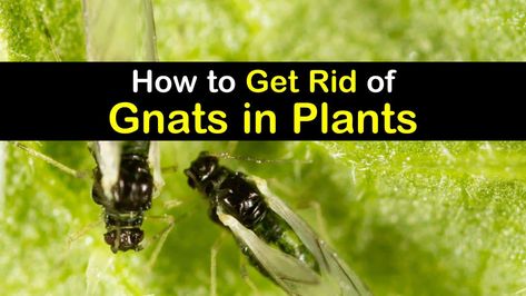 Gnats In House Plants, Best Mosquito Repellent, Slugs In Garden, How To Get Rid Of Gnats, Plant Bugs, Natural Pesticides, Organic Pest Control, Plant Pests, Garden Pest Control