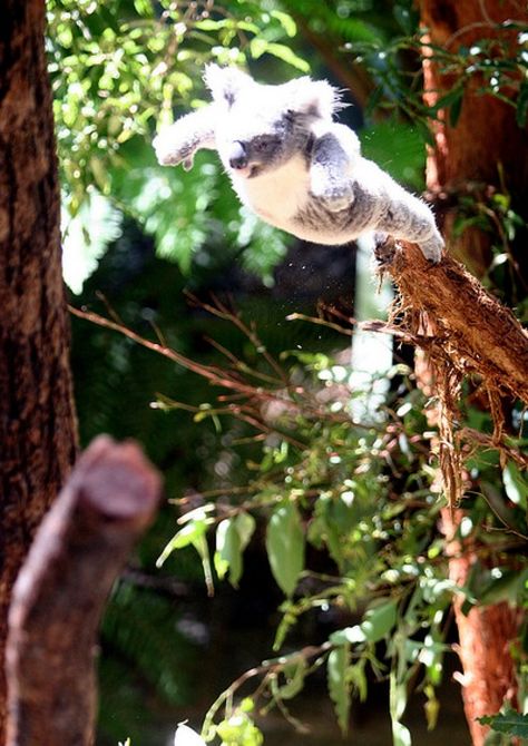 koala. #koala #australia #koalafans #koalalovers #adorable #cute Koala Meme, Koala Nursery, Drop Bear, Funny Koala, Baby Koala, Funny Bears, Cuddly Animals, Cute Animals Images, Image Fun