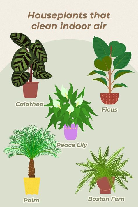 These houseplants act as your own natural air purifier. We suggest you run and get your own! 💚 #plantcare #planttips #plantlife #plantlover #britelabsgrowclub #growlights Homemade Detergent, Herbal Coffee, Diy Laundry Detergent, Natural Air Purifier, Eco Friendly Diy, Boston Fern, Homemade Laundry Detergent, Homemade Cleaning Solutions, Peace Lily