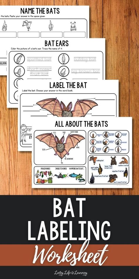 Bat Labeling Worksheet Bat Activities For Kids, Bats Unit Study, Bat Lessons, Bats Activities, Cycle For Kids, Earth Science Lessons, Fall Science, Elementary Science Activities, Halloween Lesson