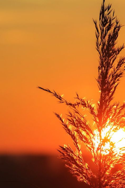 New free photo from Pexels: https://www.pexels.com/photo/afterglow-backlit-dawn-dusk-290519/ #dawn #nature #sky Dawn Photography Morning Light, Dark Sunset, Dawn And Dusk, Close Up Photography, Sunset Aesthetic, Relaxing Vacations, Sky Photos, Sun City, Meteorology