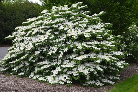 Group of three Viburnum 'Shasta' (spring blooming, good fall foliage) for the Middle Fork and Crescent River island. Doublefile Viburnum, Viburnum Plicatum, Snowball Viburnum, Shrubs For Landscaping, Landscaping Shrubs, Twig Dogwood, Hydrangea Quercifolia, How To Attract Birds, Large Plants