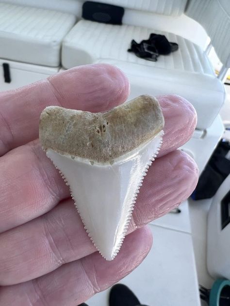 Venice Florida Shark Tooth Hunting Fans (The Original) | What type shark..diving up in Pensacola | Facebook Shark Tooth Hunting, Venice Florida, Shark Diving, Shark Tooth, Shark Teeth, What Type, Sea Shells, Venice, Diving