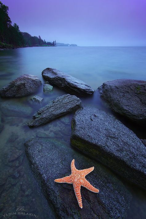 ˚Guest from the West - Oregon Coast Sea Star, Oregon Coast, Best Photographers, Landscape Photos, Canon Eos, Starfish, Eos, Beautiful Nature, Landscape Photography