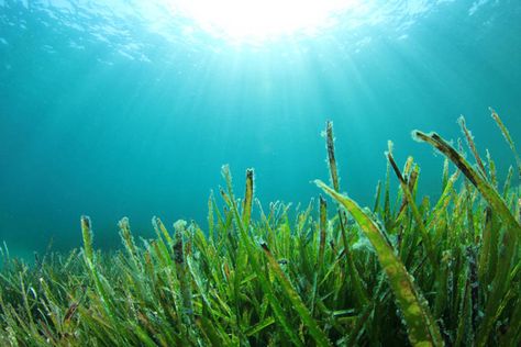 Algas verdes: el antiarrugas que vive en el fondo del mar Lower Estrogen, Ocean Pics, Light Underwater, Deep Sea Diving, Underwater Sea, Sustainable Seafood, Blog Pictures, Ocean Pictures, Underwater Photography