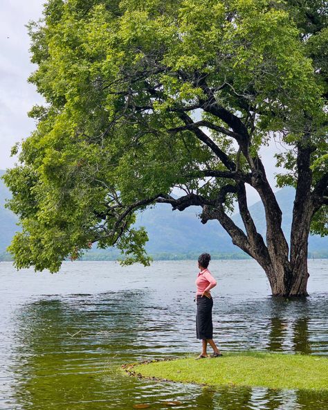 Moments of Serenity by Lake Kandalama 🪿✨️ Capturing Sri Lanka’s natural beauty. 📍Kandalama Lake, Dambulla, Sri Lanka #exploresriLanka #kandalama #naturevibes #travellife #wanderlust #adventureseeker #beautifulsriLanka #travelgram #scenicwonder #natureperfection #TravelGoals #kandalamalake #srilankatravel #srilankahotels Sri Lanka Travel, Travel Goals, May 27, Travel Life, Sri Lanka, Natural Beauty, Lake, In This Moment, On Instagram