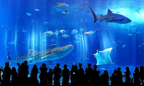 OKINAWA Churaumi Aquarium Churaumi Aquarium, Phoenix Legend, Aquarium Pictures, Fish Tank Themes, Animal Paintings Acrylic, Amazing Aquariums, Okinawa Japan, Fish Swimming, Whale Shark